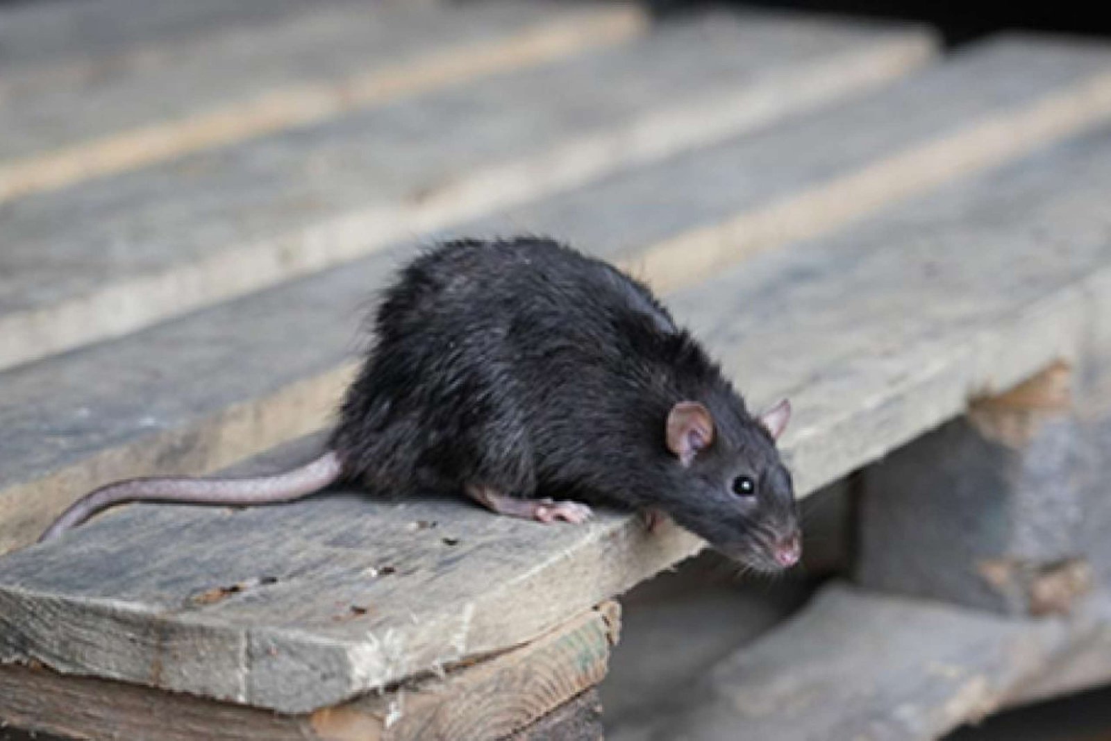 Sinais de infestação antes da dedetização de ratos